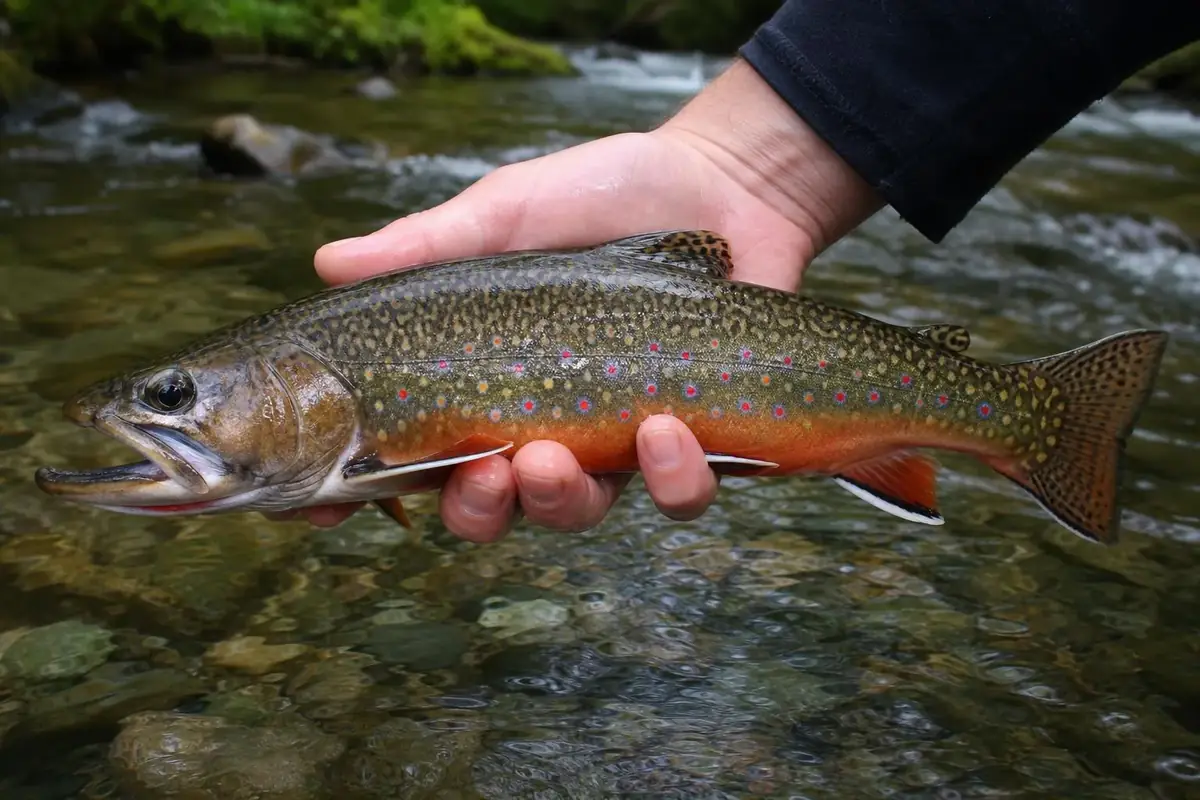 Algonquin's Secret Solitude: The Backcountry Guide to Quiet Brook Trout Corridors